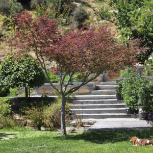 Acer Red Emperor Heritage Collection - James Road Cardrona - Jan 2025