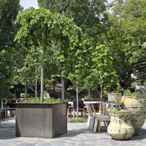 Ayrburn - Bakehouse - Ulmus pendula - Nov 2024 (3)