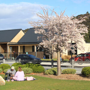 Prunus Yedoensis - Heritage Collection - (1) Northlake Sept 2022