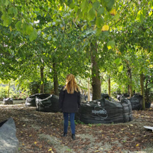 Ulmus horizontalis 5000L & Marcia