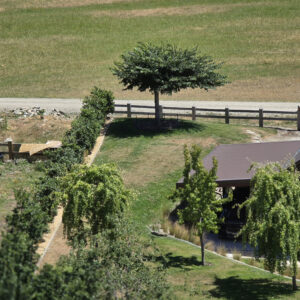 Ulmus horizontalis - Heritage Collection - James Road Cardrona - Jan 2025