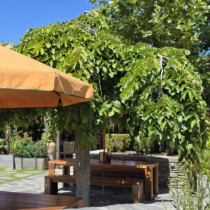 Ulmus pendula Heritage Collection Ayburn - Jan 2025 (13)