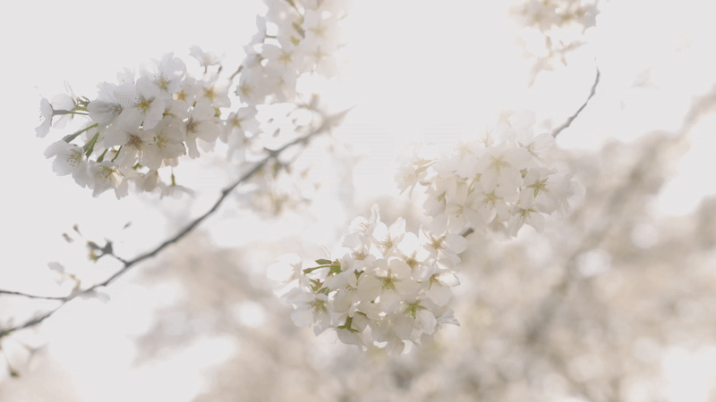 Top 10 Spring Blossom Trees