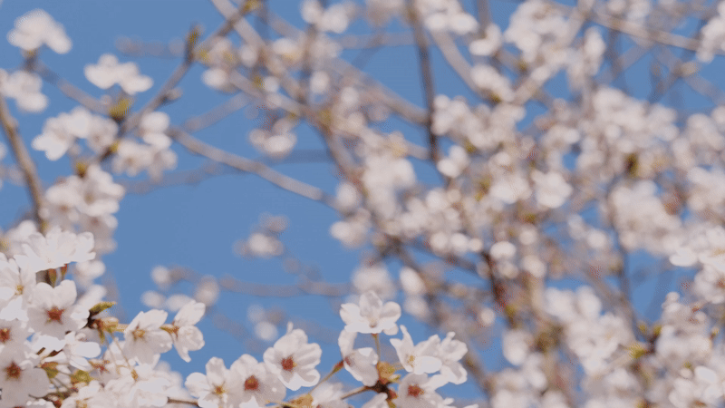 Read more about the article Yoshino Cherry Spotlight