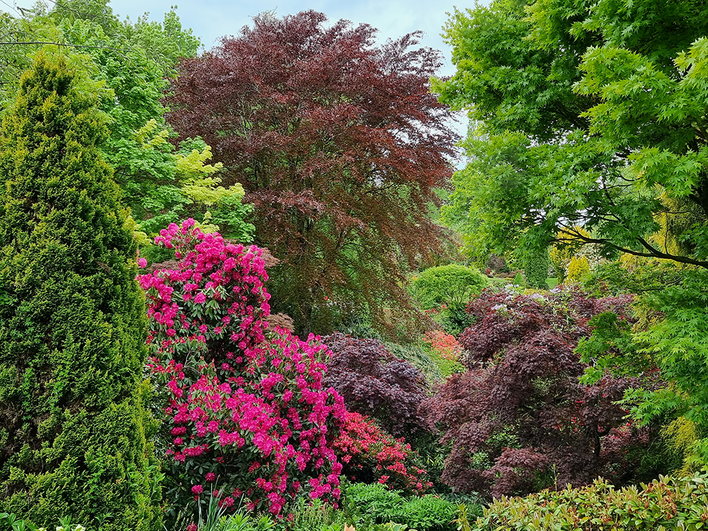 Red and Lavender Rhododendron, Maple Glen, Walkway, Hedge