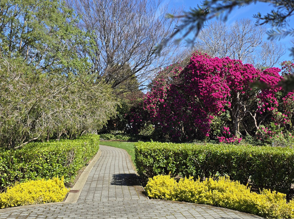 Burgundy Rhododendron, Queens Park, Walkway, Hedge