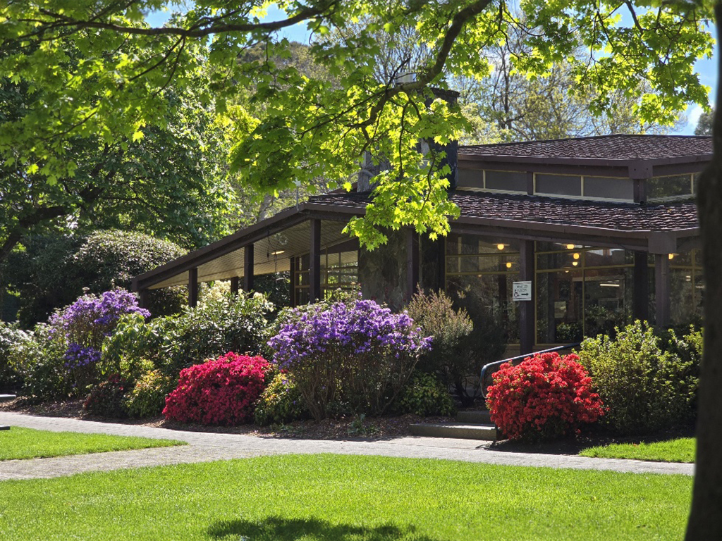 Red and Lavender Rhododendron, Queens Park, Cheeky Llama Cafe Walkway, Hedge