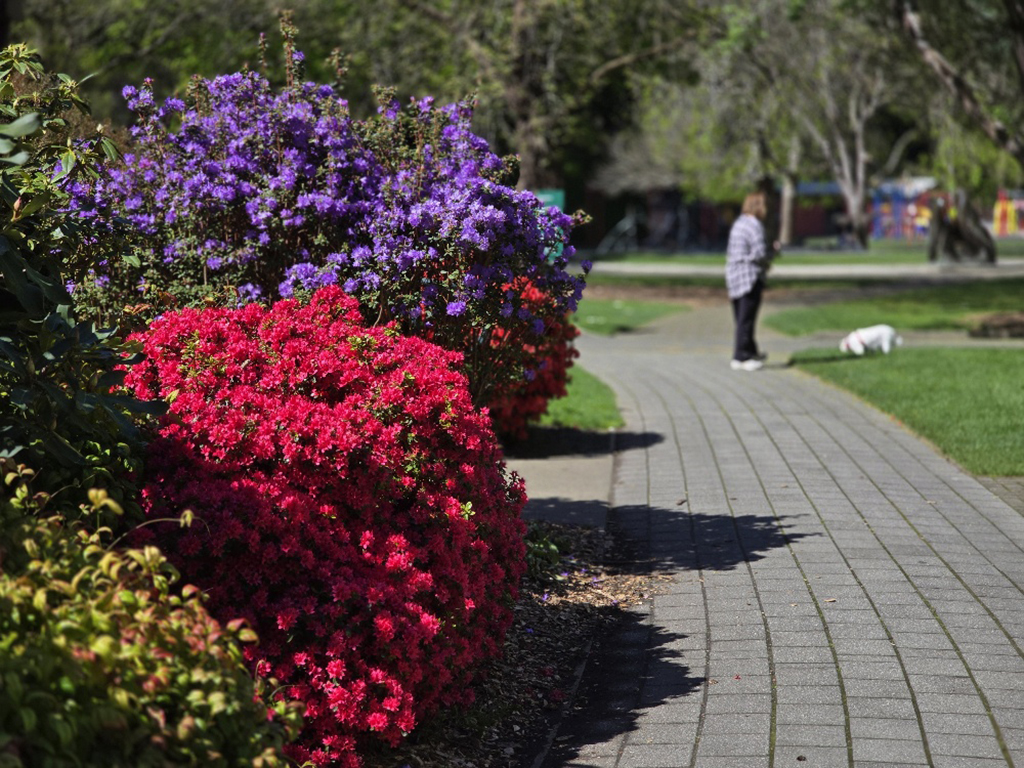 Red and Lavender Rhododendron, Queens Park, Cheeky Llama Cafe Walkway, Hedge