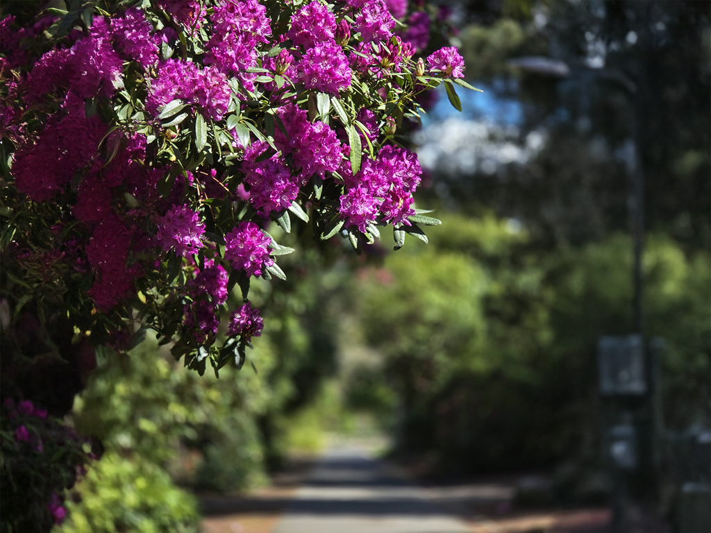 Purple Rhododendron, Queens Park, Walkway