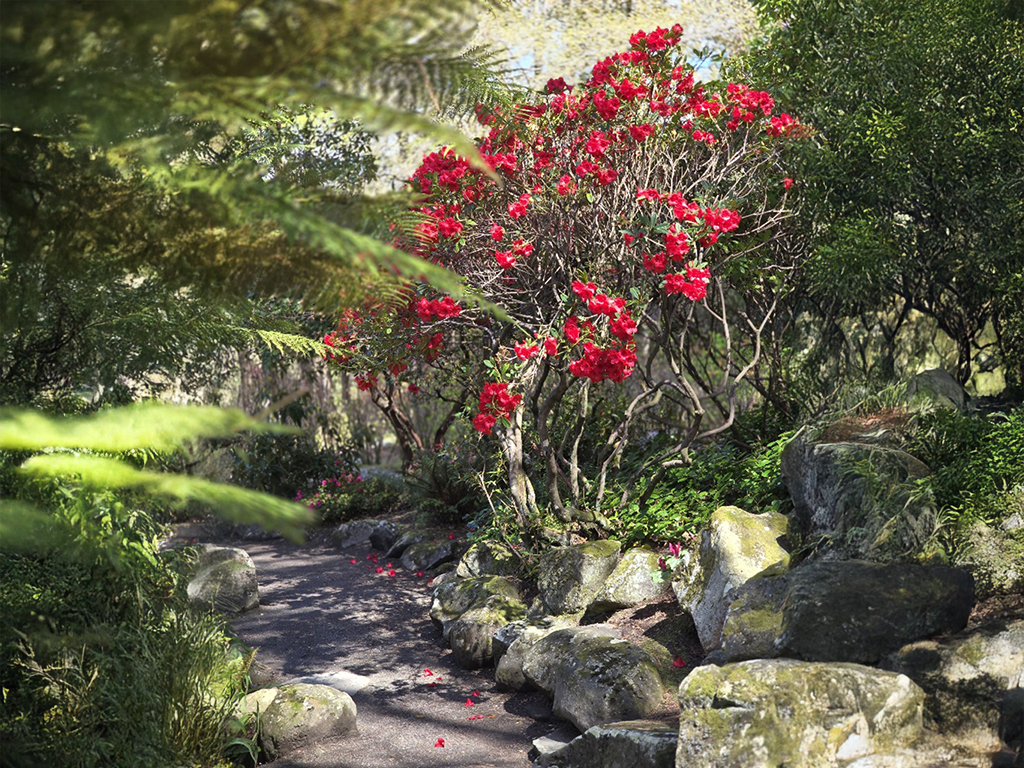 Deep Red Rhododendron, Queens Park, Walkway