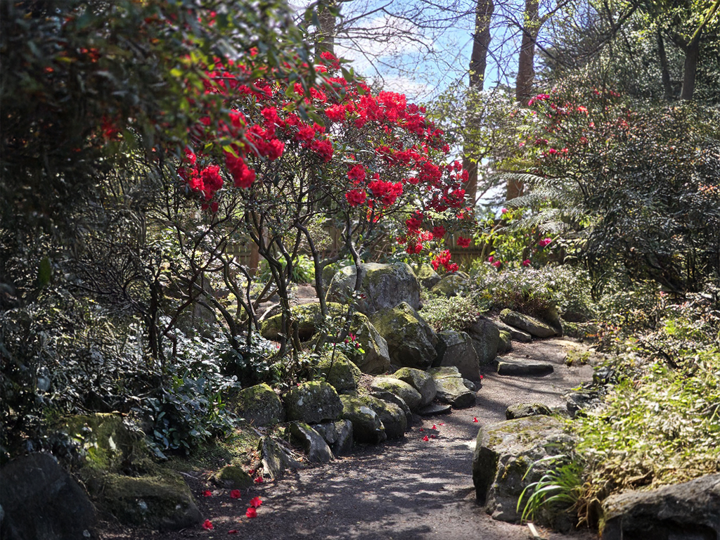 Deep Red Rhododendron, Queens Park, Walkway