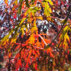 ACER palmatum dissectum ‘Orangeola’ – Fluorescent Orange Weeping Maple