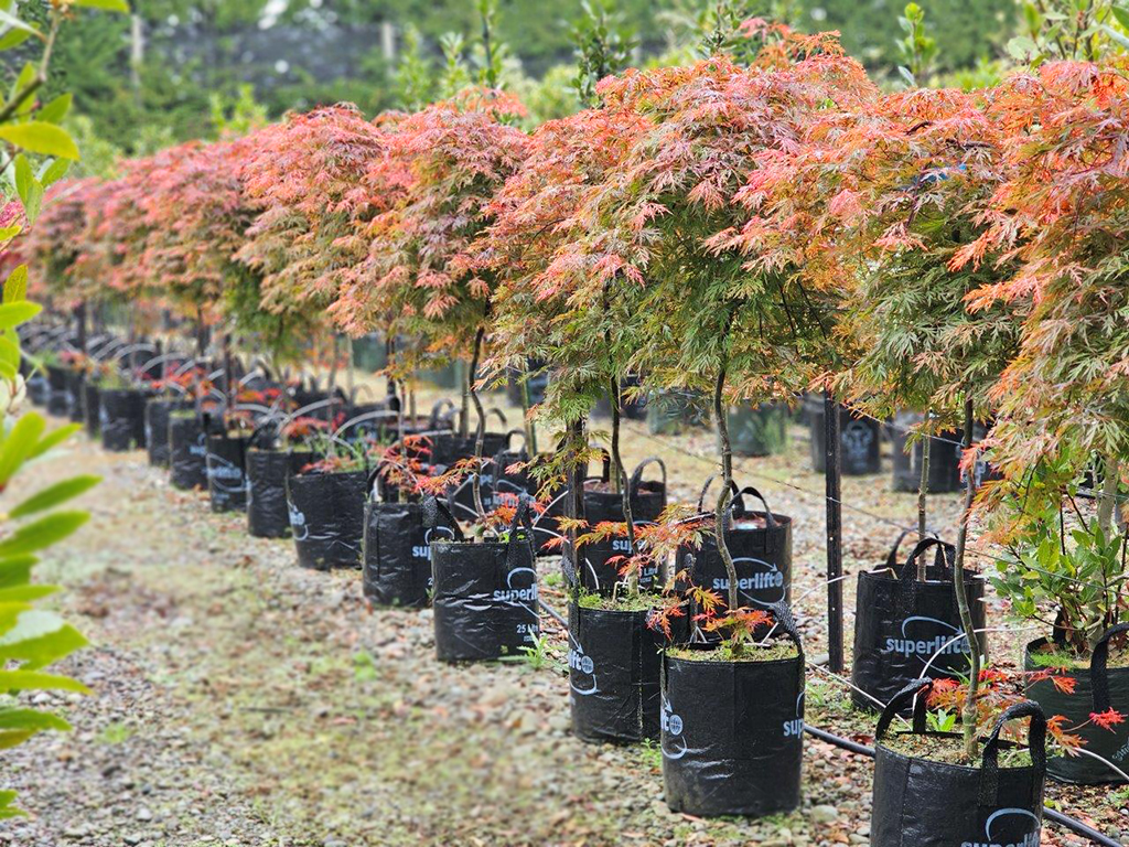Acer Orangeola 25-35lt Oct 2024