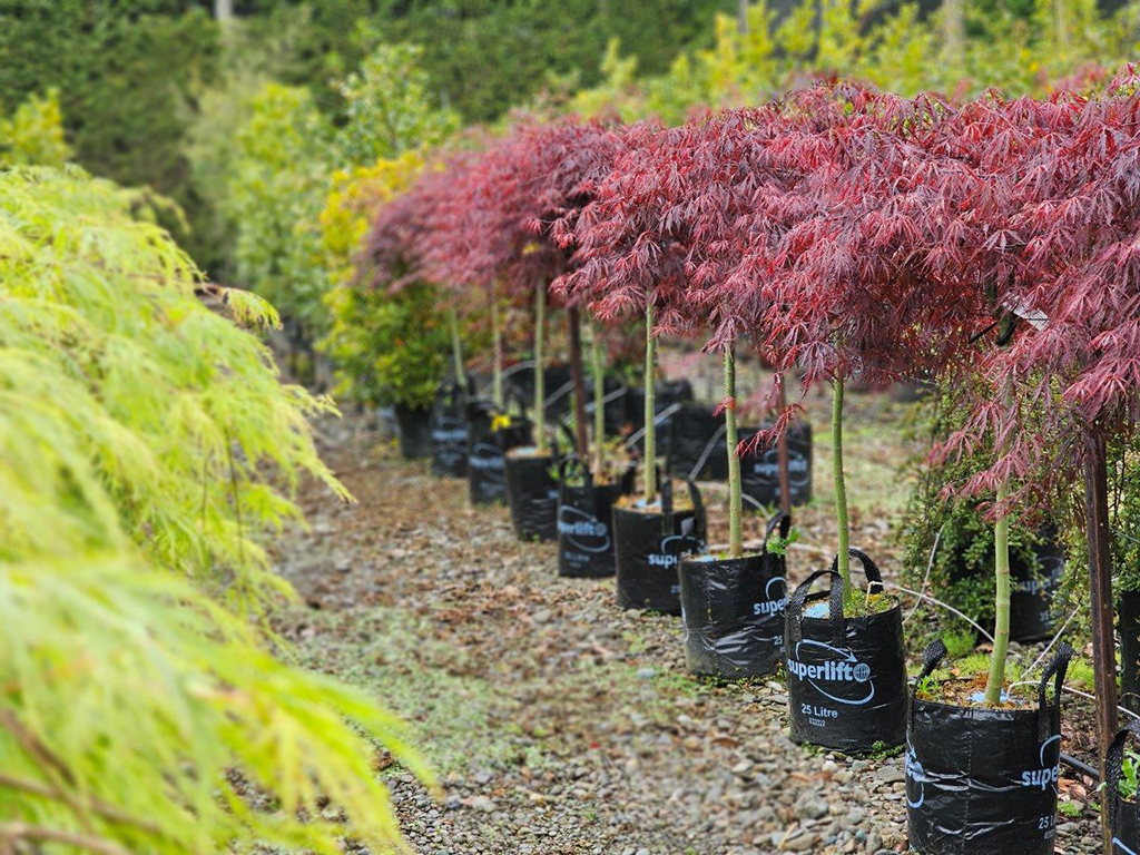 Acer Tamukeyama 25-35lt Oct 2024