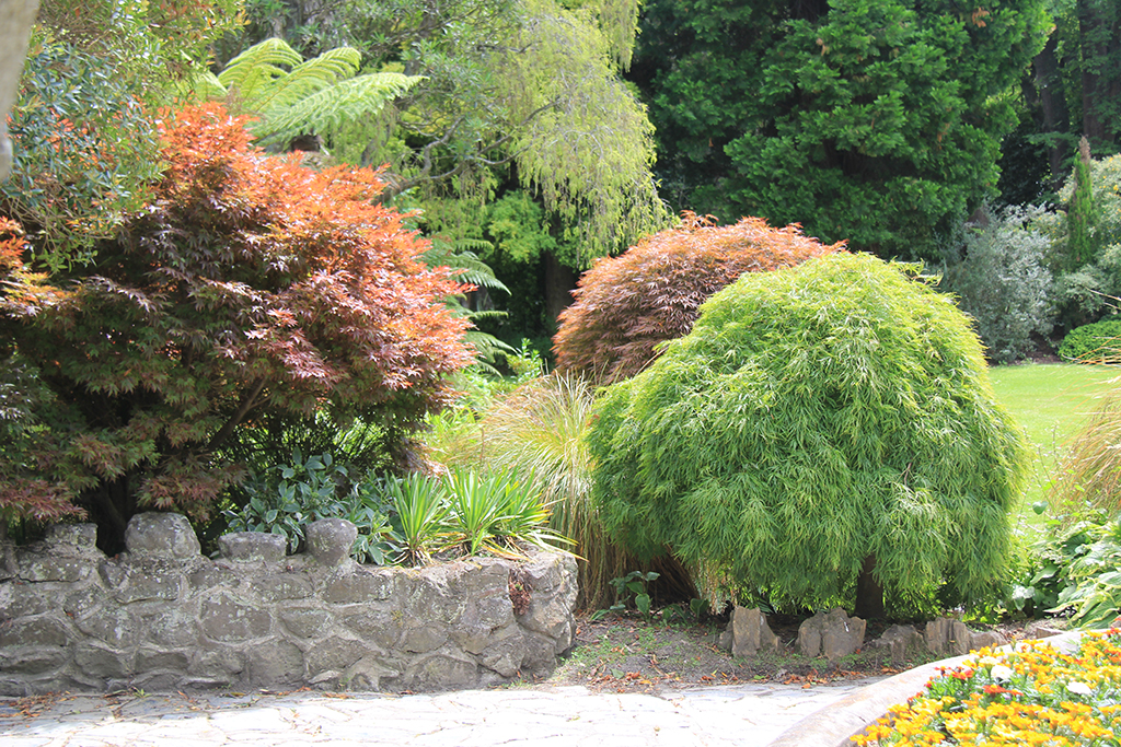 Acer Viridis & Temukeyama Oamaru Gardens - April 2025 (2)