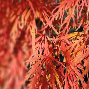 ACER palmatum dissectum ‘Orangeola’ – Fluorescent Orange Weeping Maple