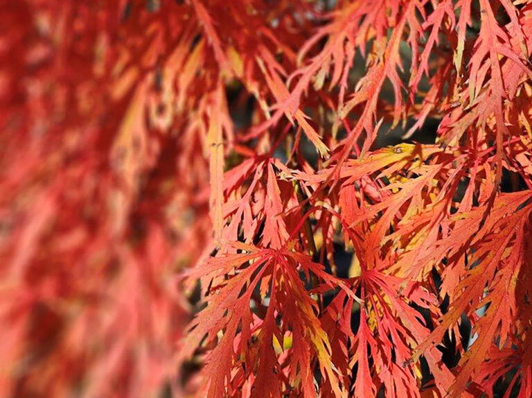 Acer orangeola 25-35lt April 2023