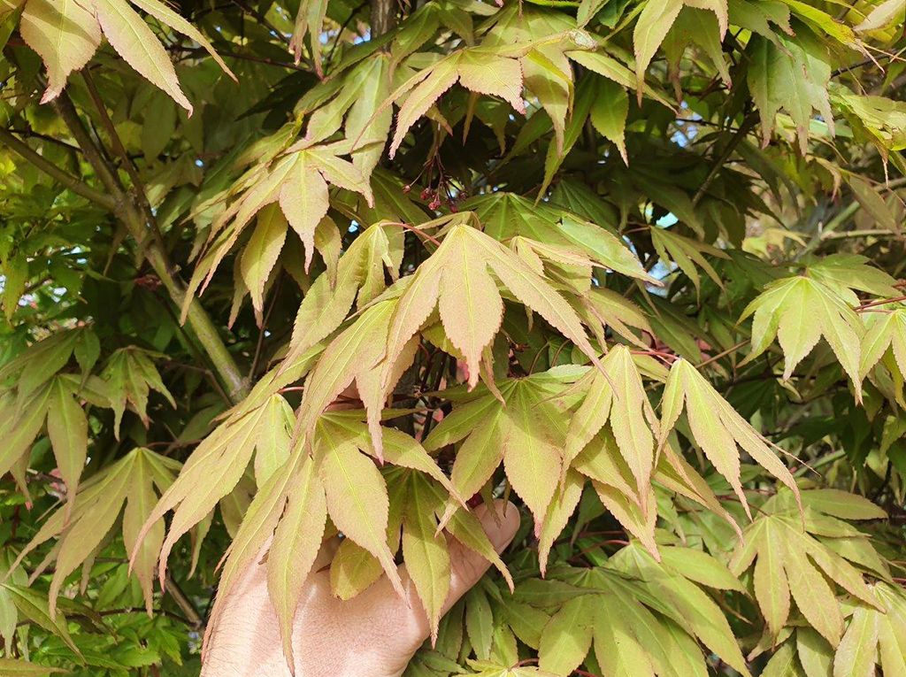 Acer osakasuki 35lt Oct 2020