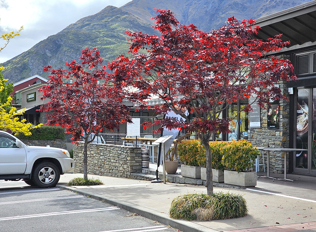 Acer palmatum Bloodgood - Remarkables Park - Nov 2023