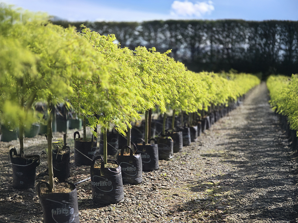Acer viridis 25-35lt in flower Oct 2025