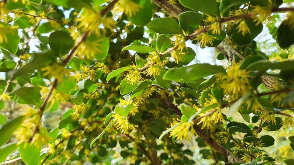Azara microphylla 45lt - Sept 2020