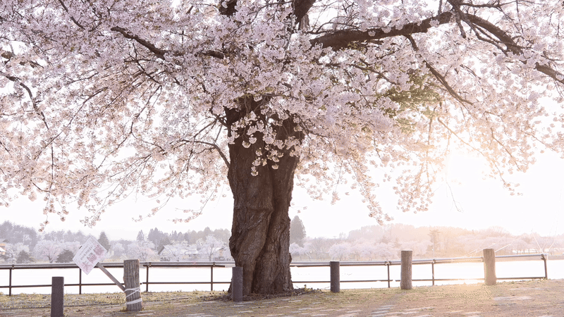 Read more about the article Big Blossoming Trees for Instant Impact