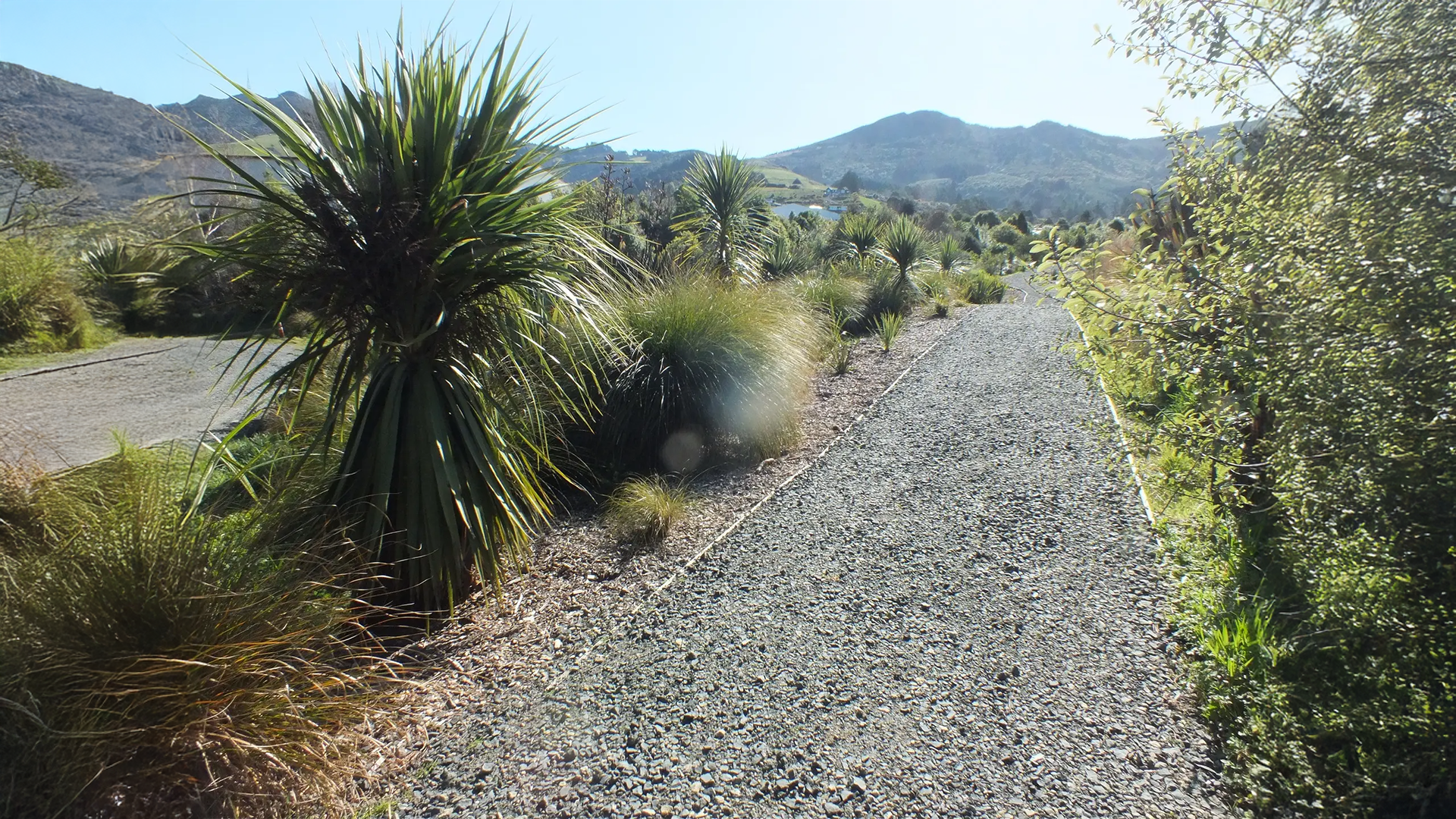 Read more about the article Trees That Count