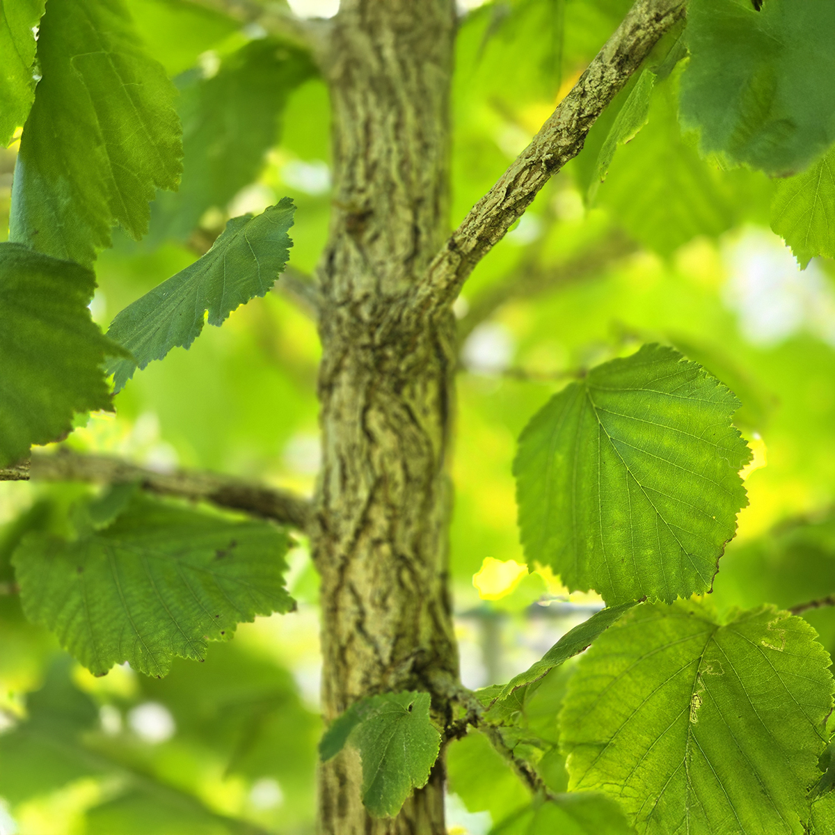 Corylus colurna 45lt Jan 2025