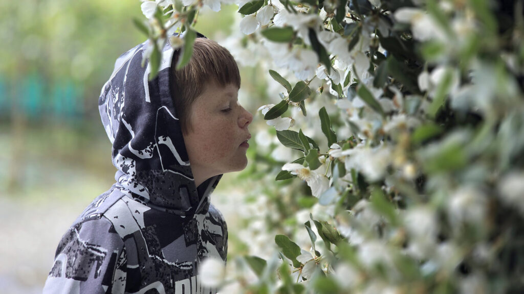 Eucryphia cordifolia flower Feb 2025