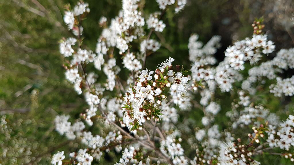 Kunzea ericoides 12-14lt Dec 2017