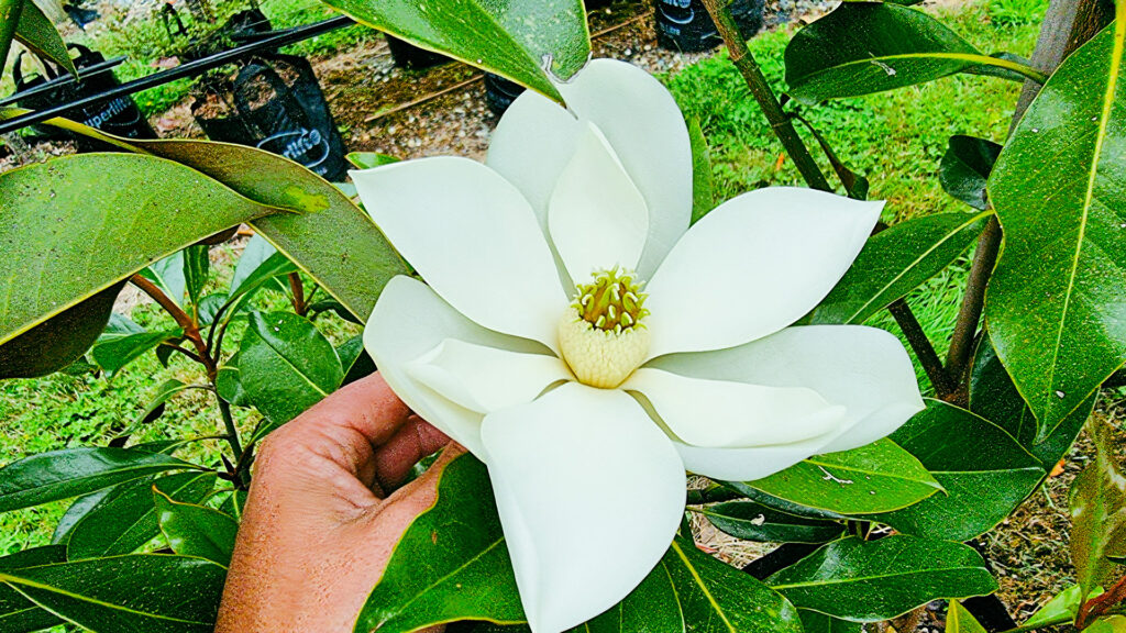 Magnolia grandiflora Kay Paris flower 35lt Feb 2022