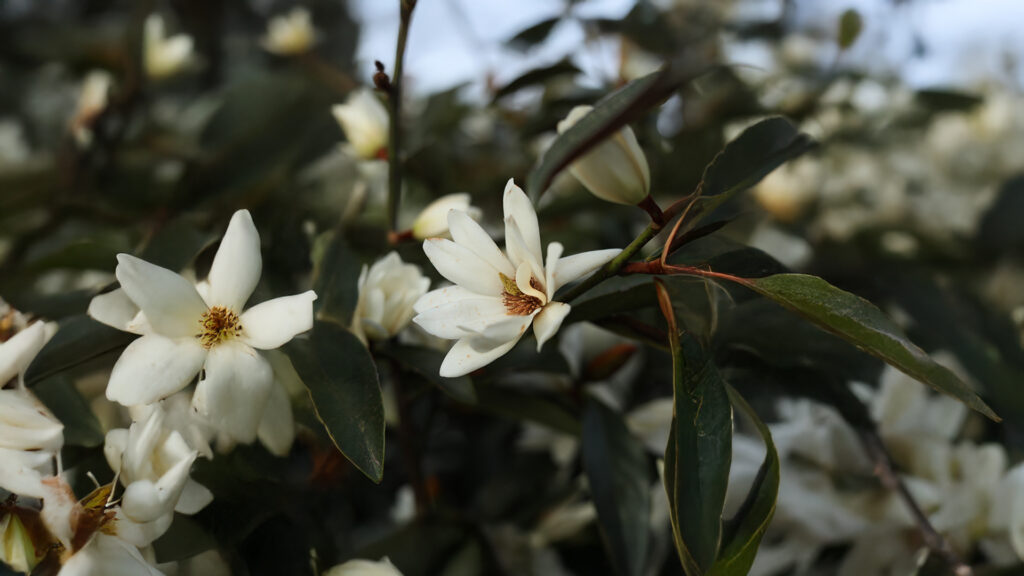 Michelia lemon fragrant