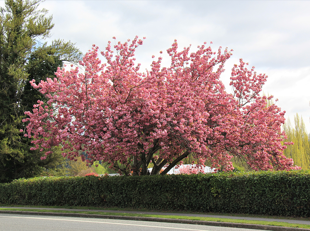 Prunus Kanzan - Roxburgh - Oct 2022