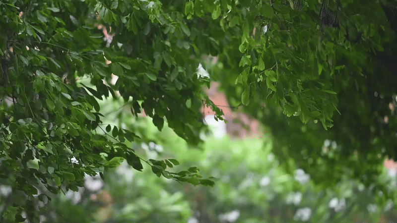 Read more about the article Top 10 Wind Tolerant Trees