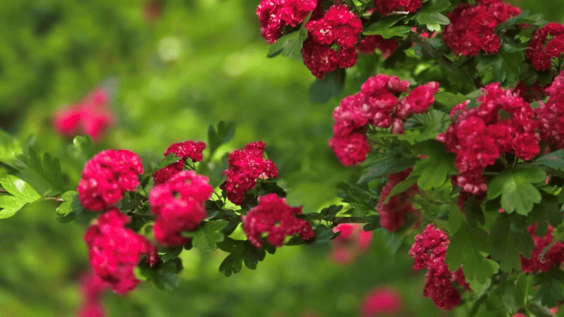 Pauls Scarlet - A Timeless Triumph