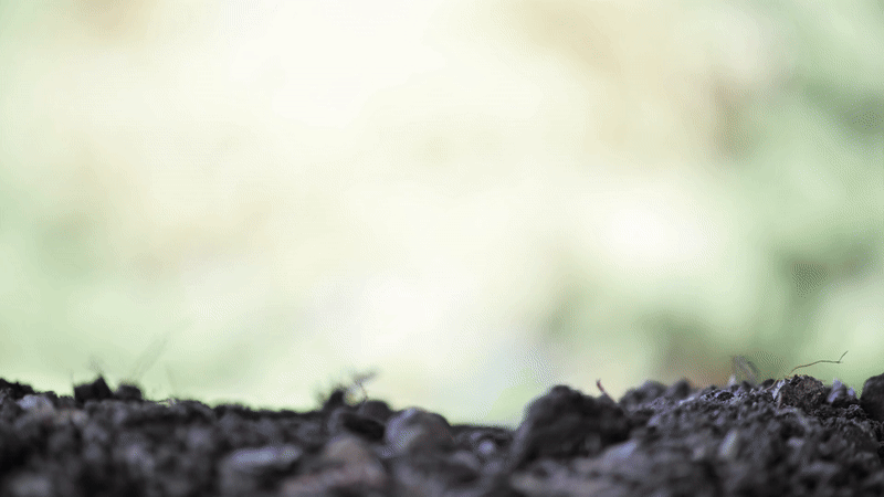 Growing Together - Community Sponsorship