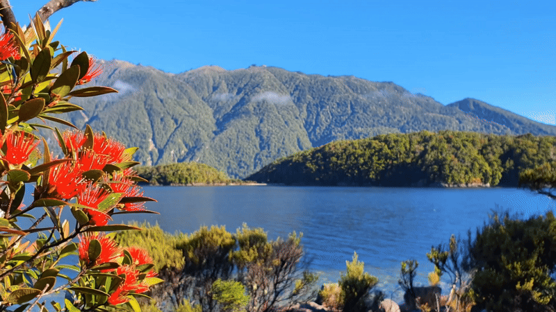 Southern Rata Summer Green