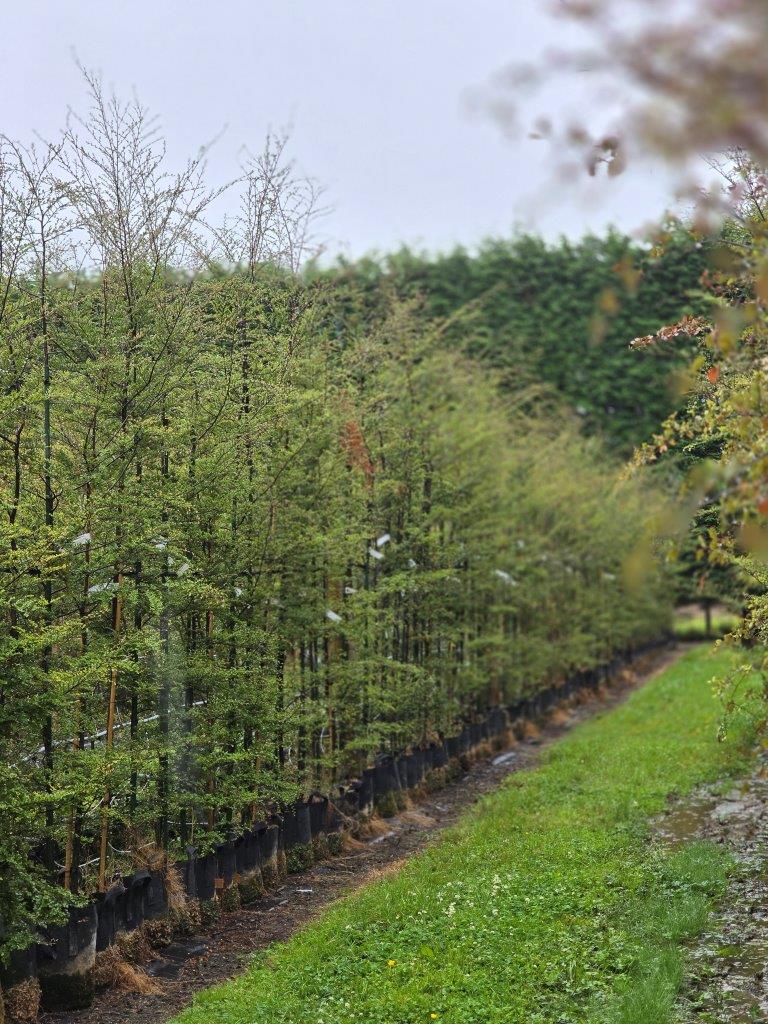 Fuscoparia-Nothofagus solandrii 25lt Jan 2025 (5)