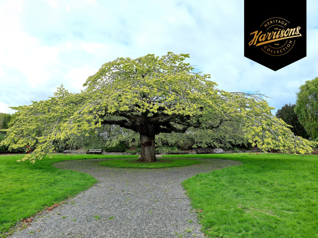 Ulmus horizontalis - Otepuni Gardens - Invercargill - (2) Oct 2022