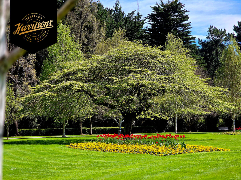 Ulmus horizontalis in blossom - Queens Park Invercargill - Oct 2025 (3)