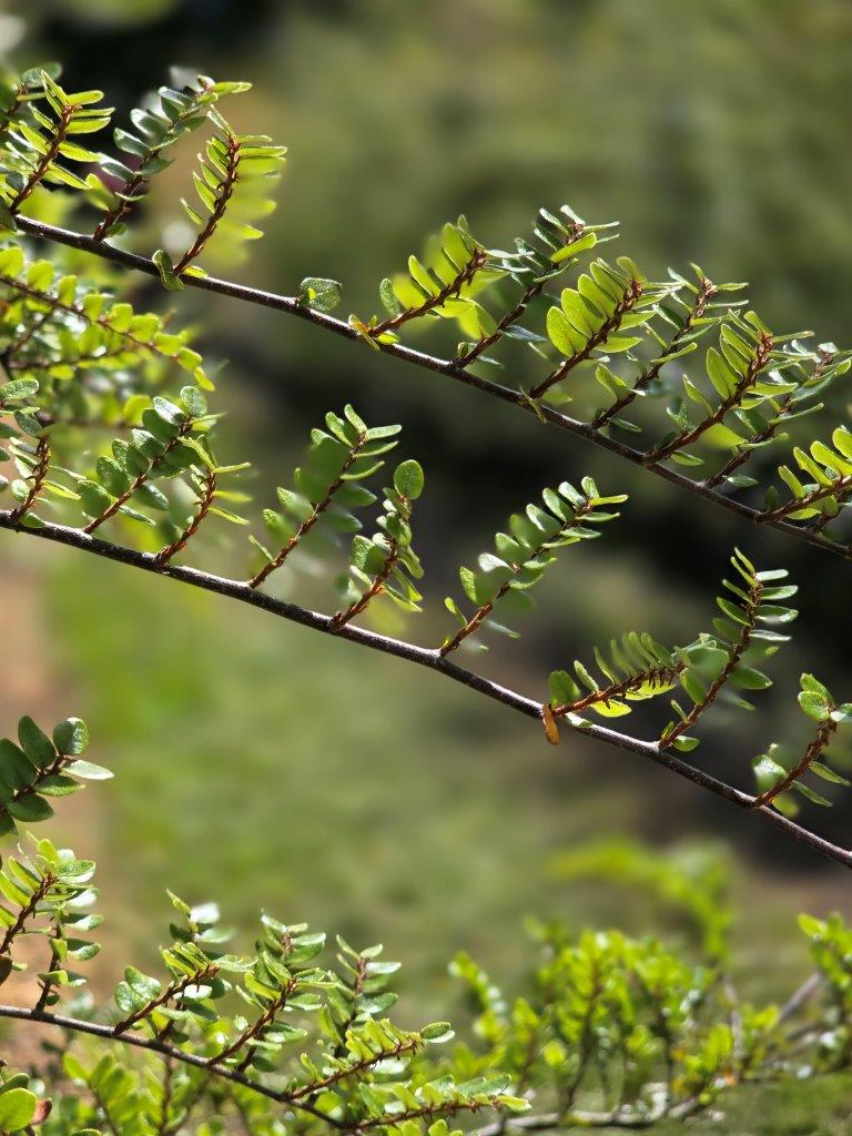 Nothofagus cliffortoides 25lt Nov 2024 (7)