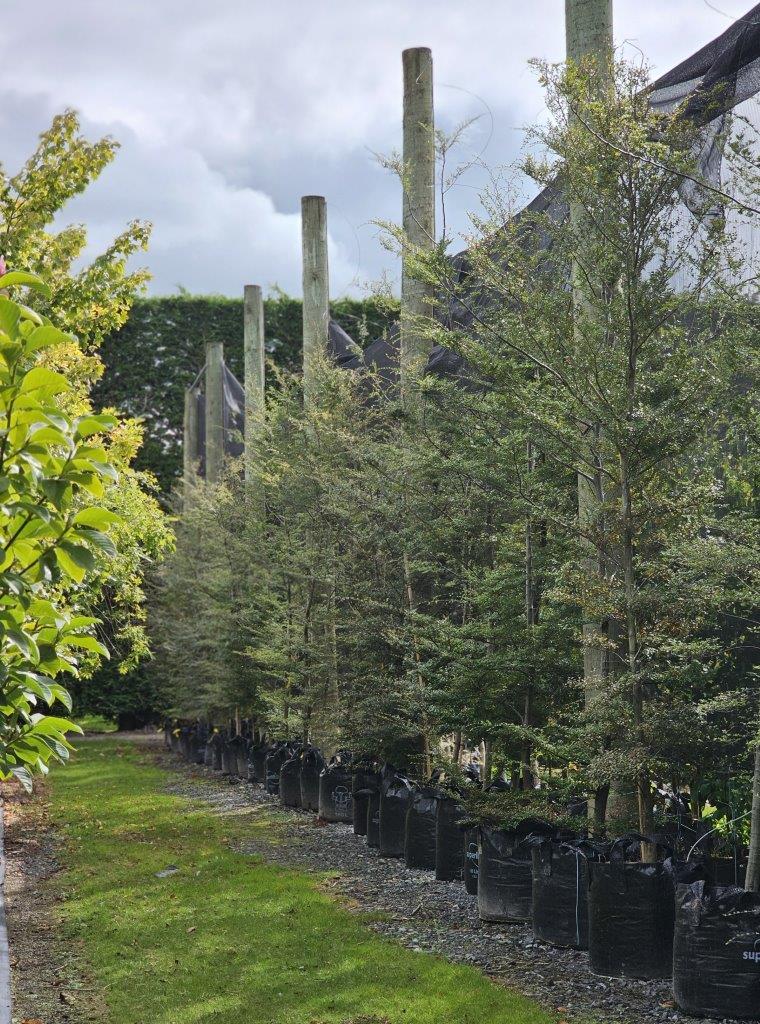 Nothofagus solandrii Cliffortoides 80-160lt Feb 2024 (2)