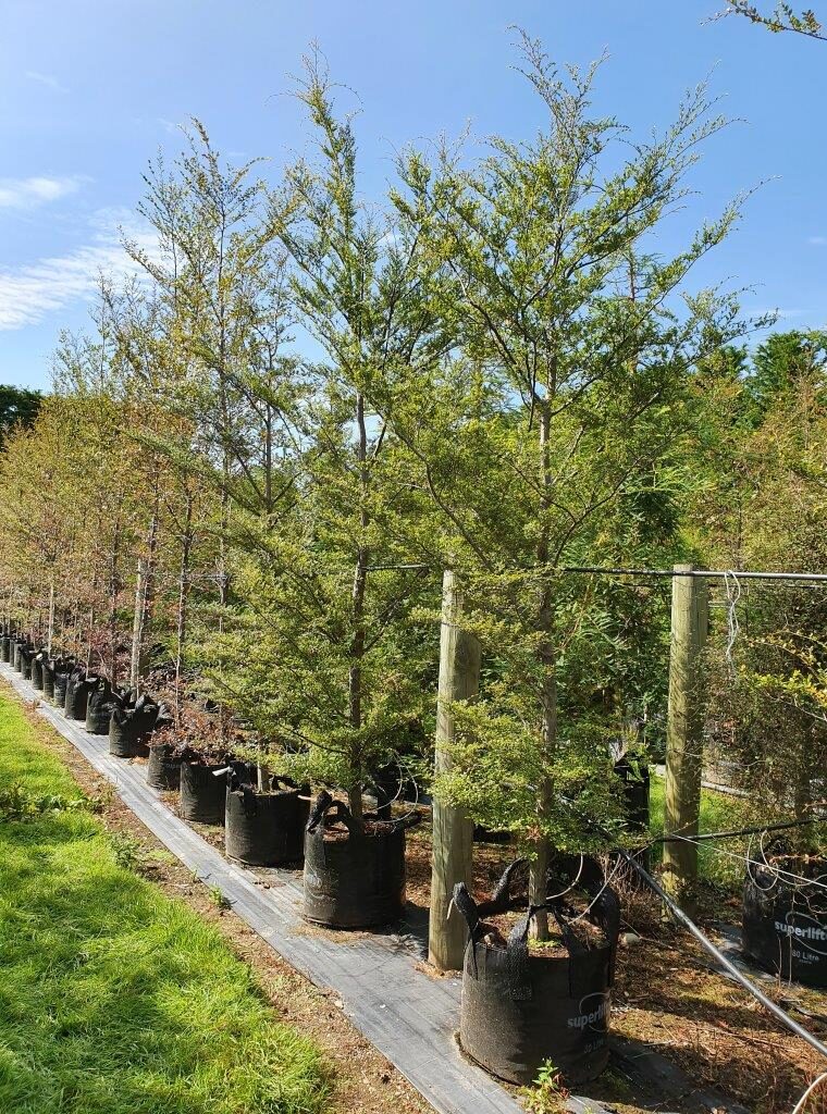 Nothofagus solandrii Cliffortoides 80lt (sold) Feb 2020