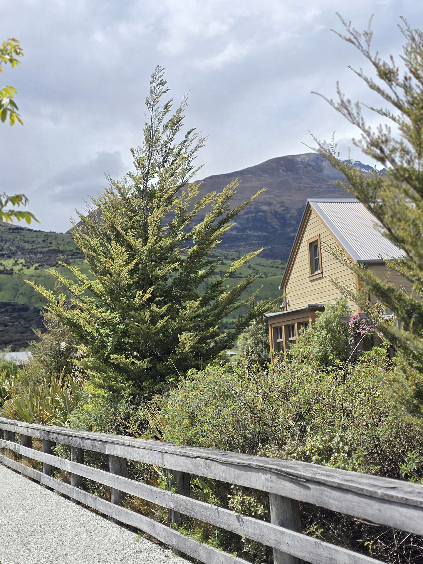 Nothofagus solandrii Cliffortoides and Pittosporum - The Headwaters Glenorchy - Nov 2025 (16)