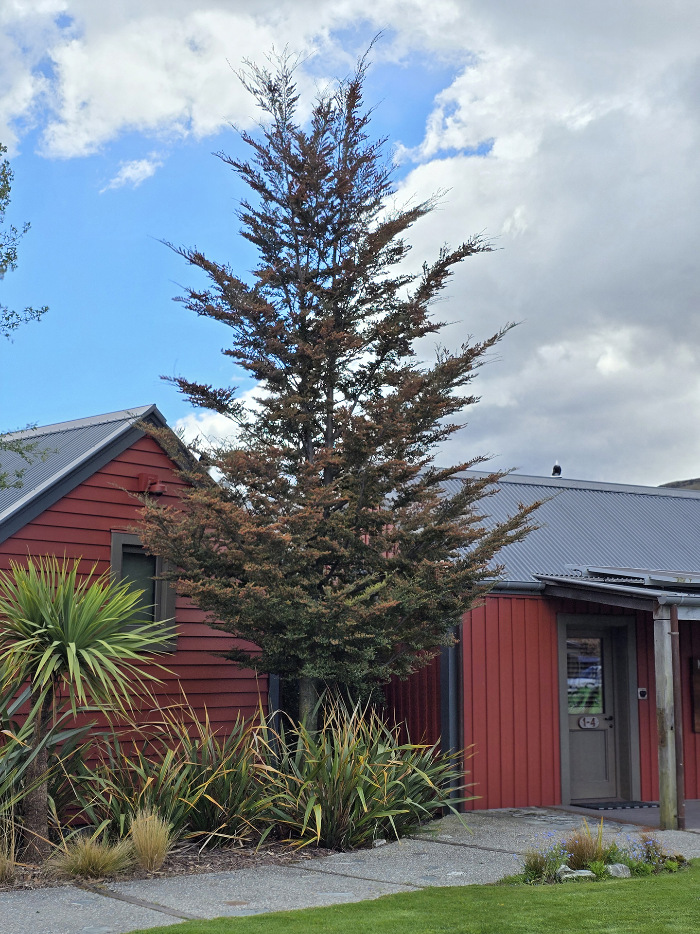 Nothofagus solandrii Cliffortoides in flower - The Headwaters Glenorchy - Nov 2025 (17)