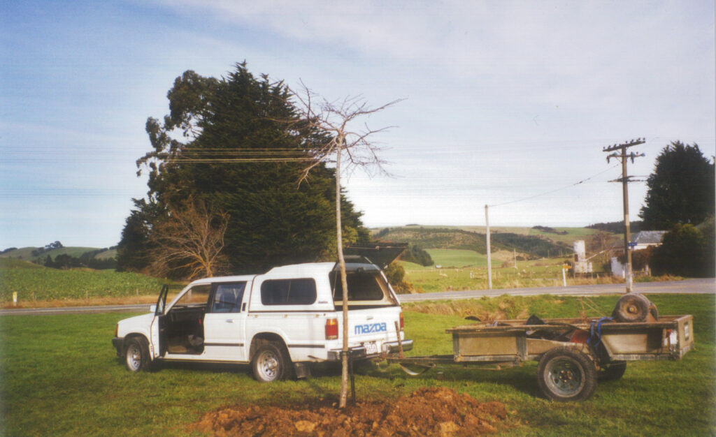 Tokanui School, Ulmus horizontalis