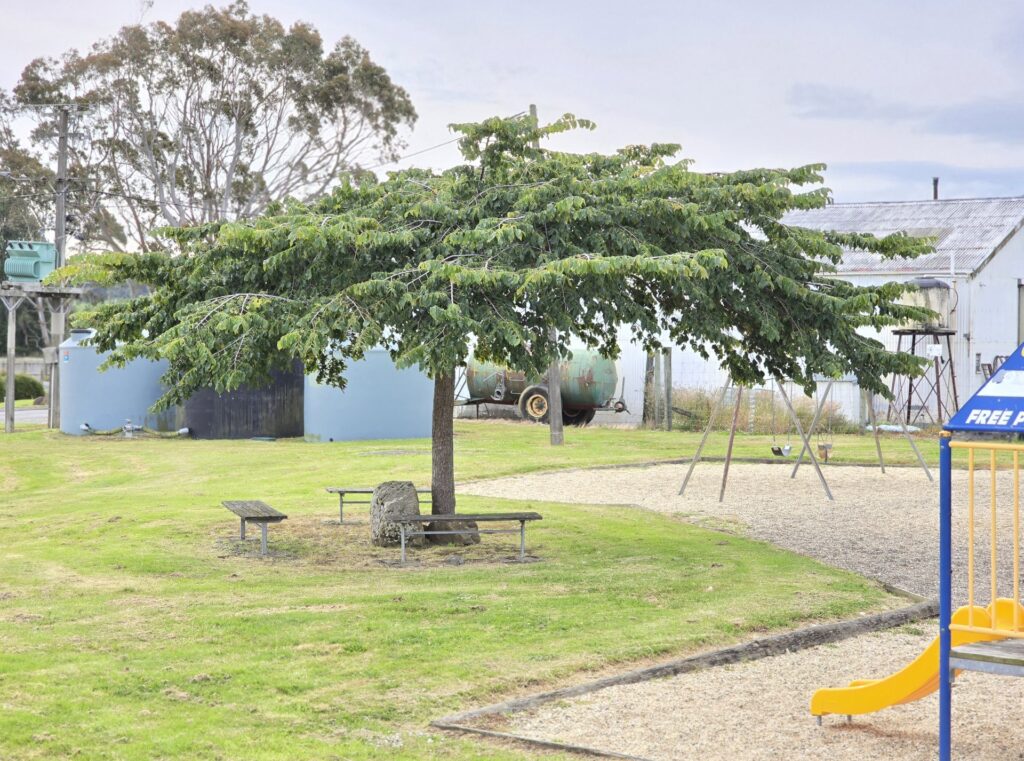 Tokanui School, Ulmus horizontalis