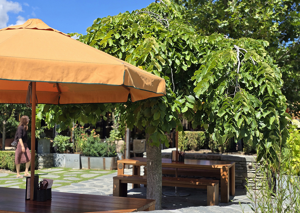 Ulmus pendula Heritage Collection Ayrburn - Jan 2025