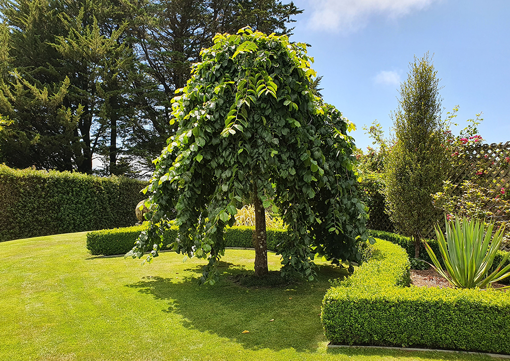 Ulmus pendula - Larnach Castle - Jan 2021