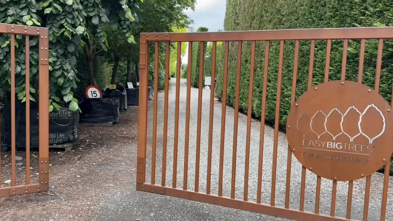 Were Back, Easy Big Trees gates opening, Ulmus Pendula, Front Gate Sign